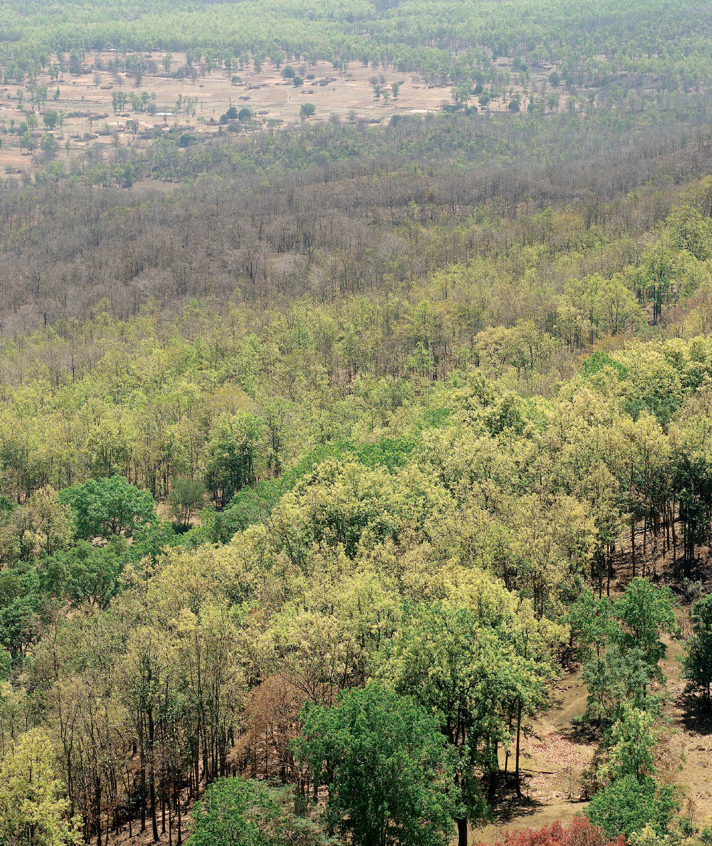 Biodiversity Degradation in the Western Ghats